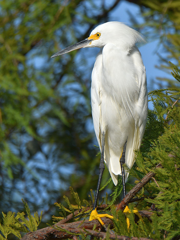 Egret7.jpg