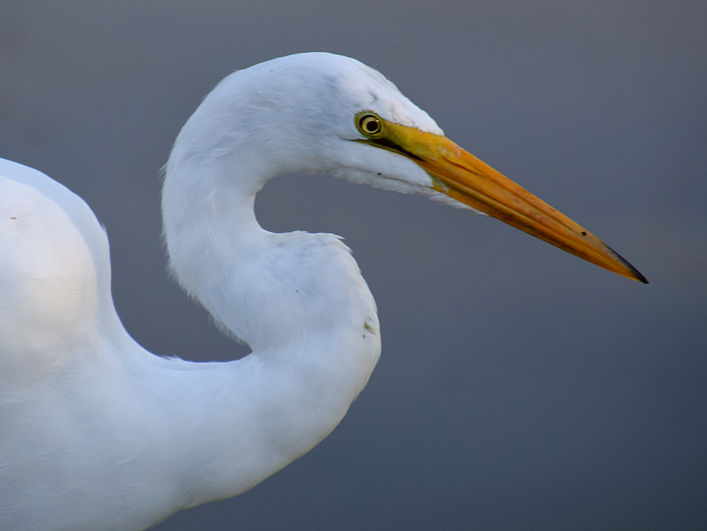 Egret7.jpg