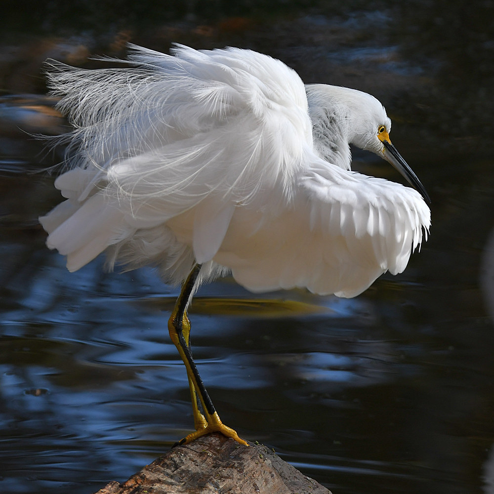 Egret7.jpg