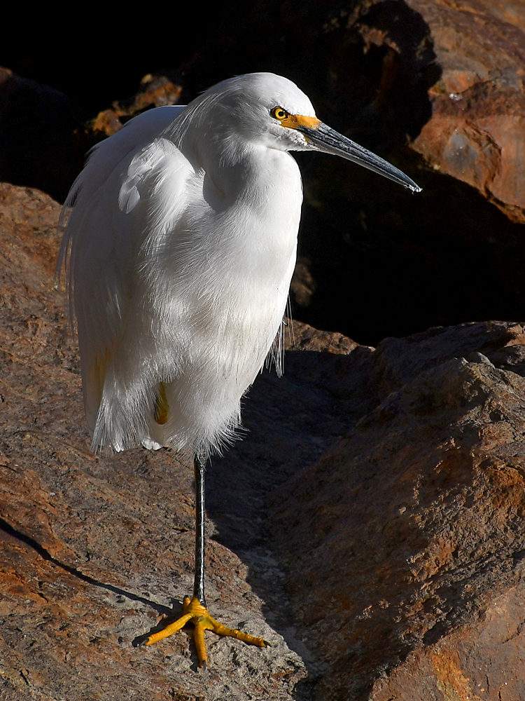 Egret7.jpg