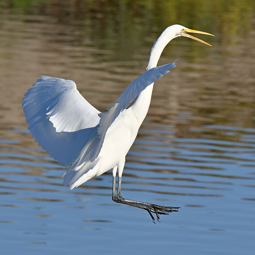 Egret7.jpg