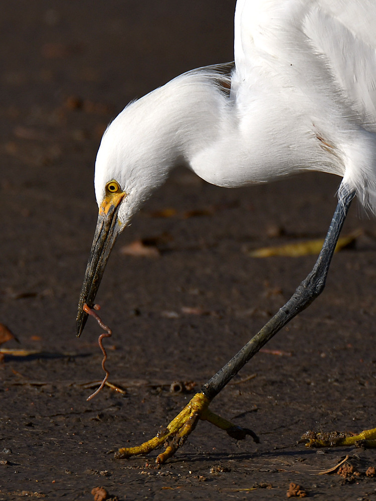 Egret7.jpg