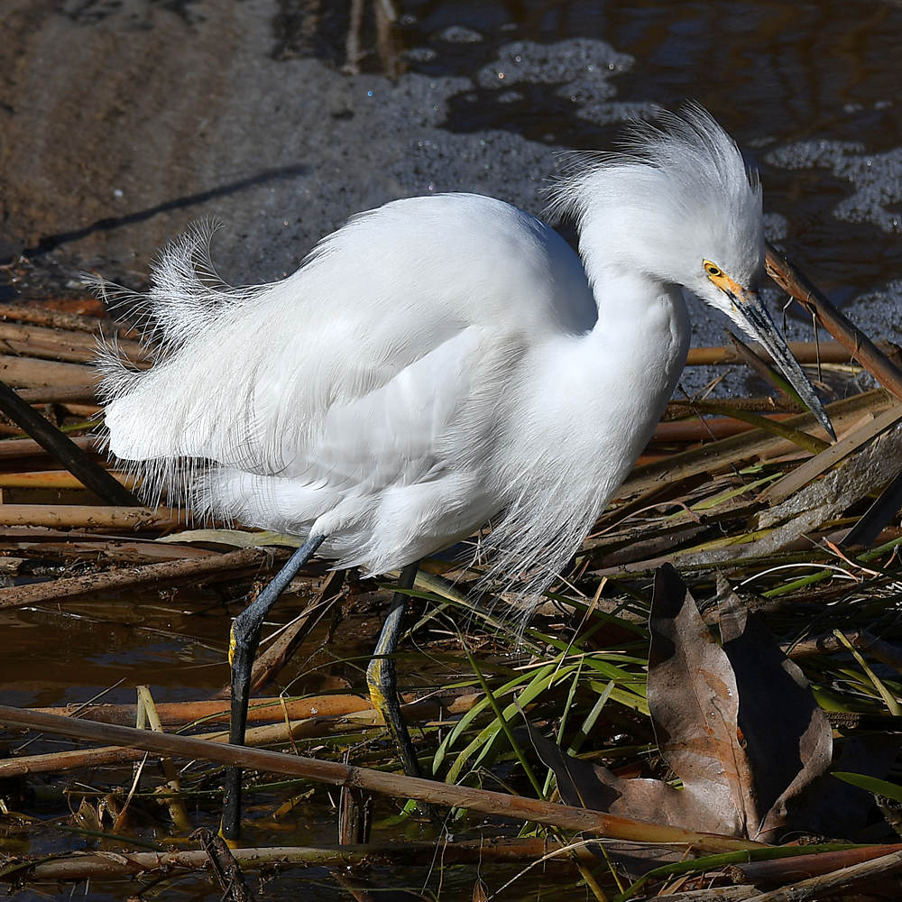 Egret7.jpg