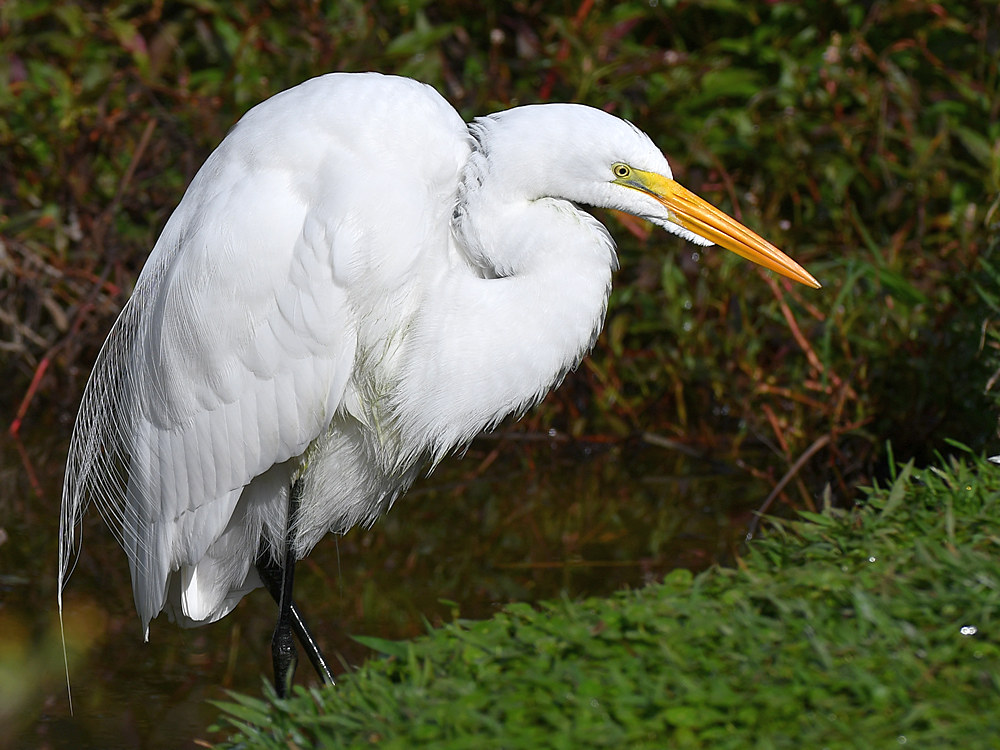 Egret7.jpg