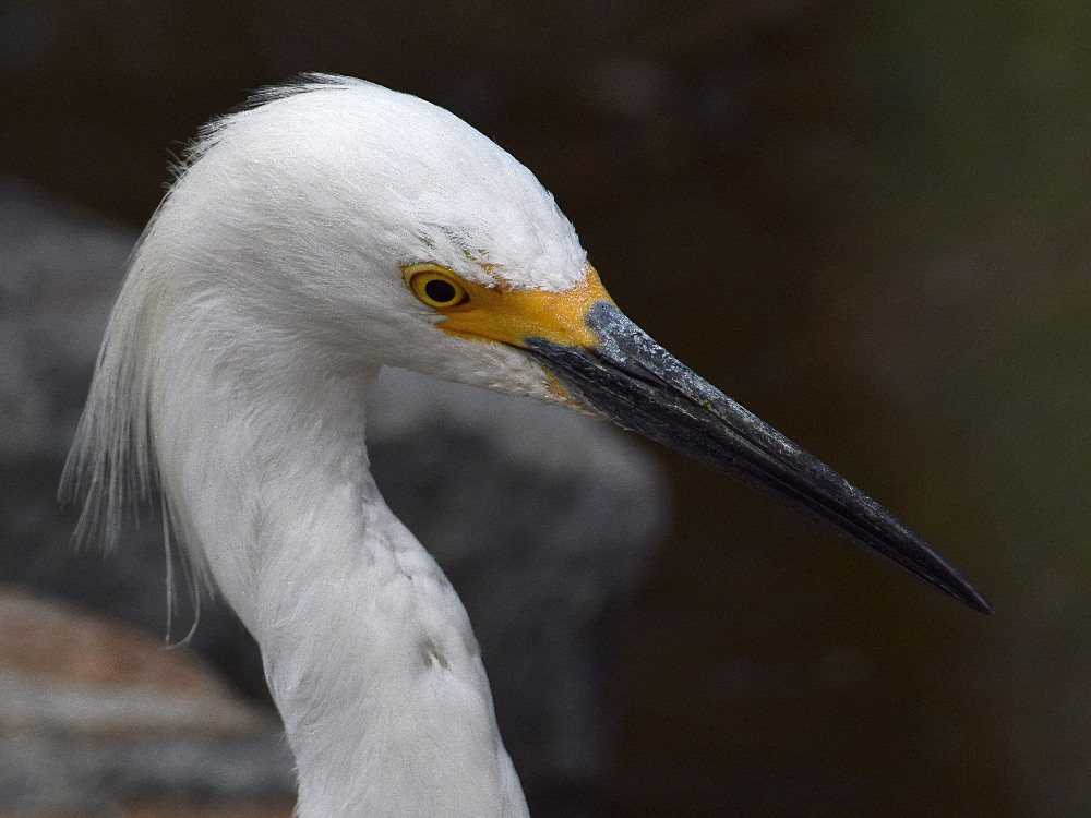 Egret7.jpg