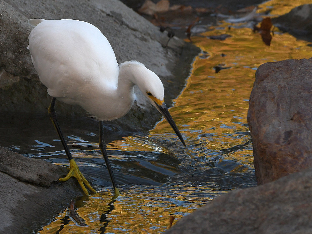 Egret7.jpg