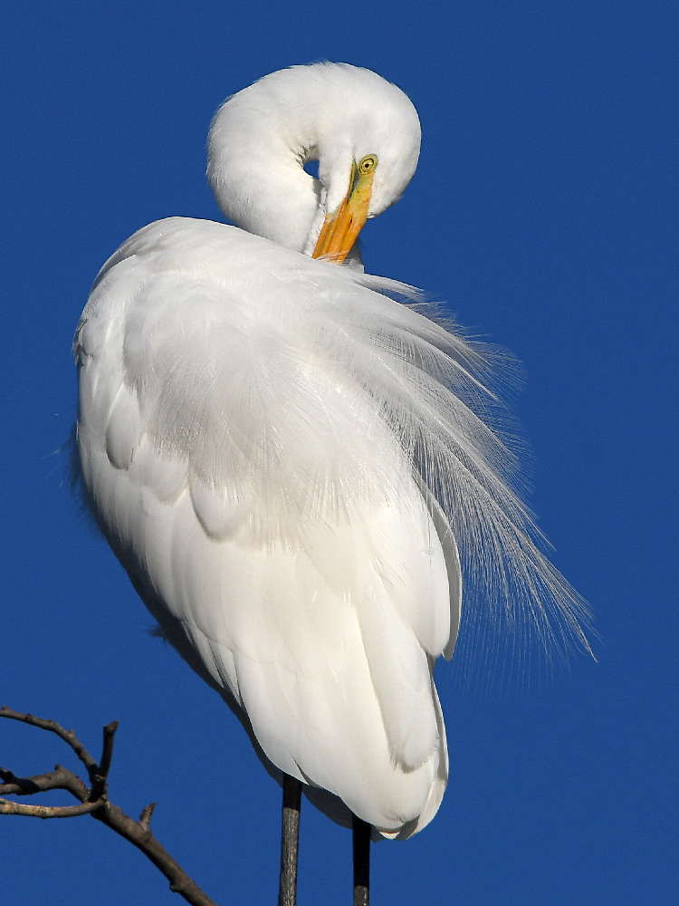 Egret7.jpg