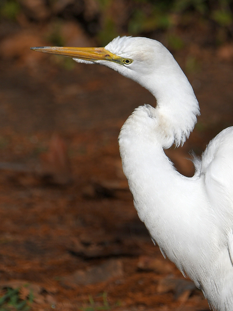 Egret7.jpg