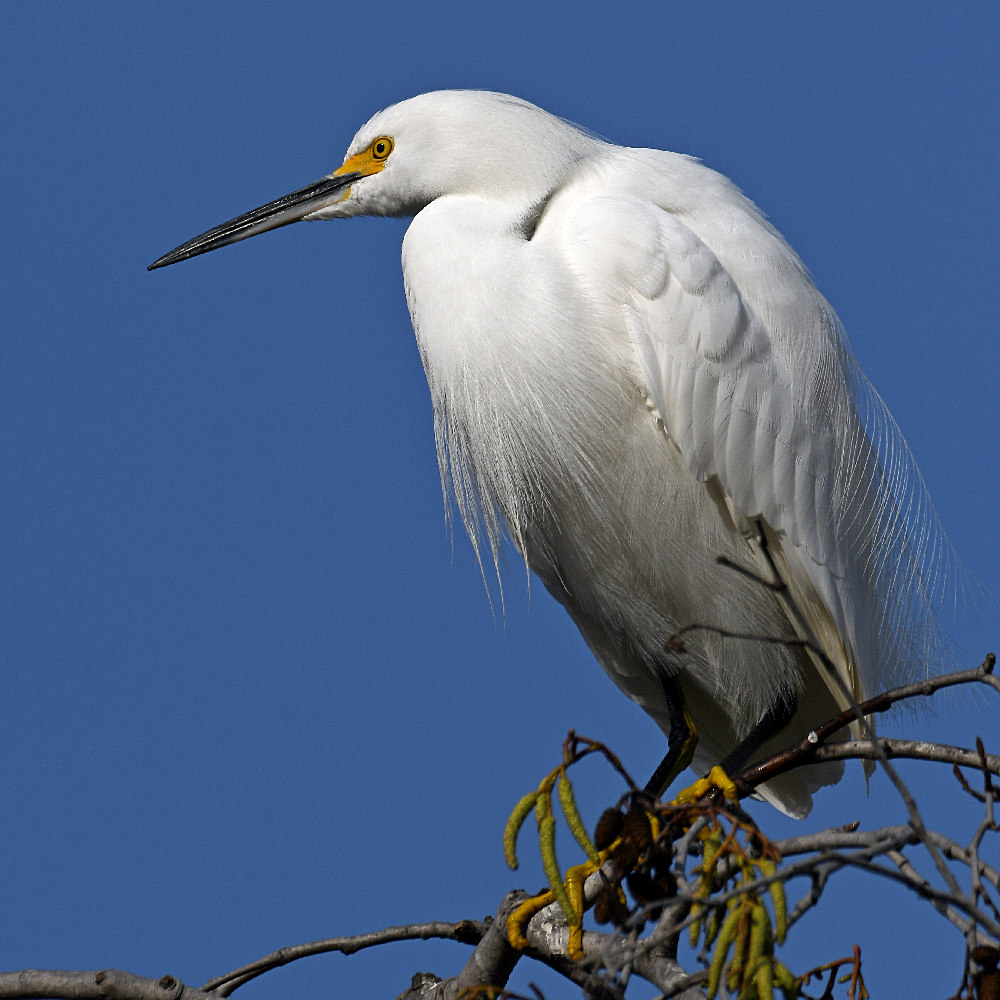 Egret7.jpg