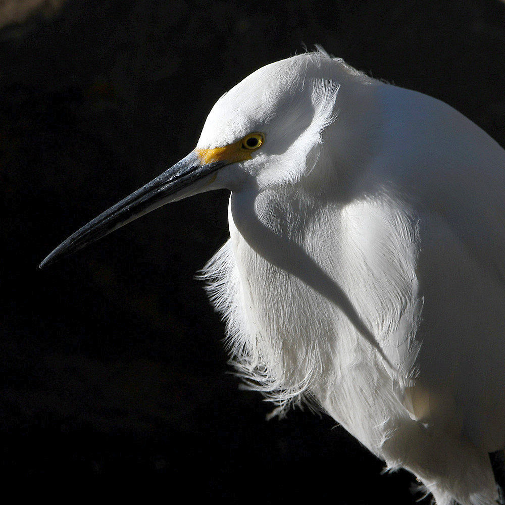 Egret7.jpg