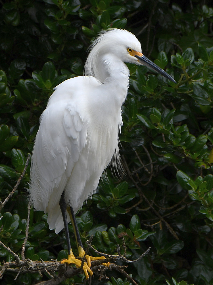 Egret7.JPG