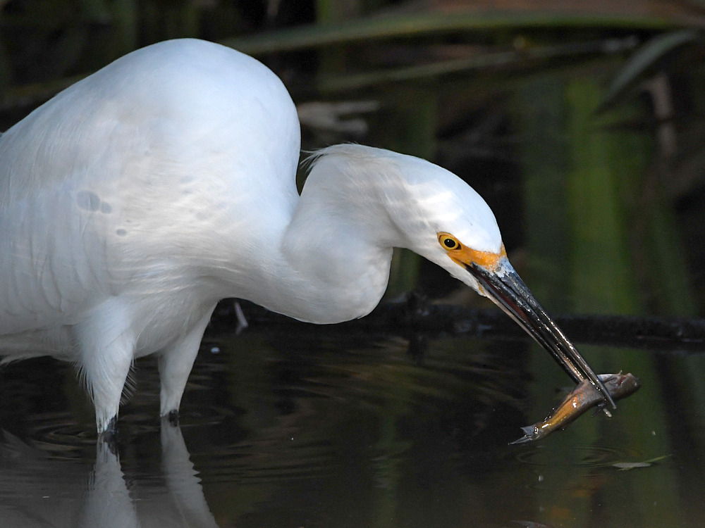 Egret7.jpg