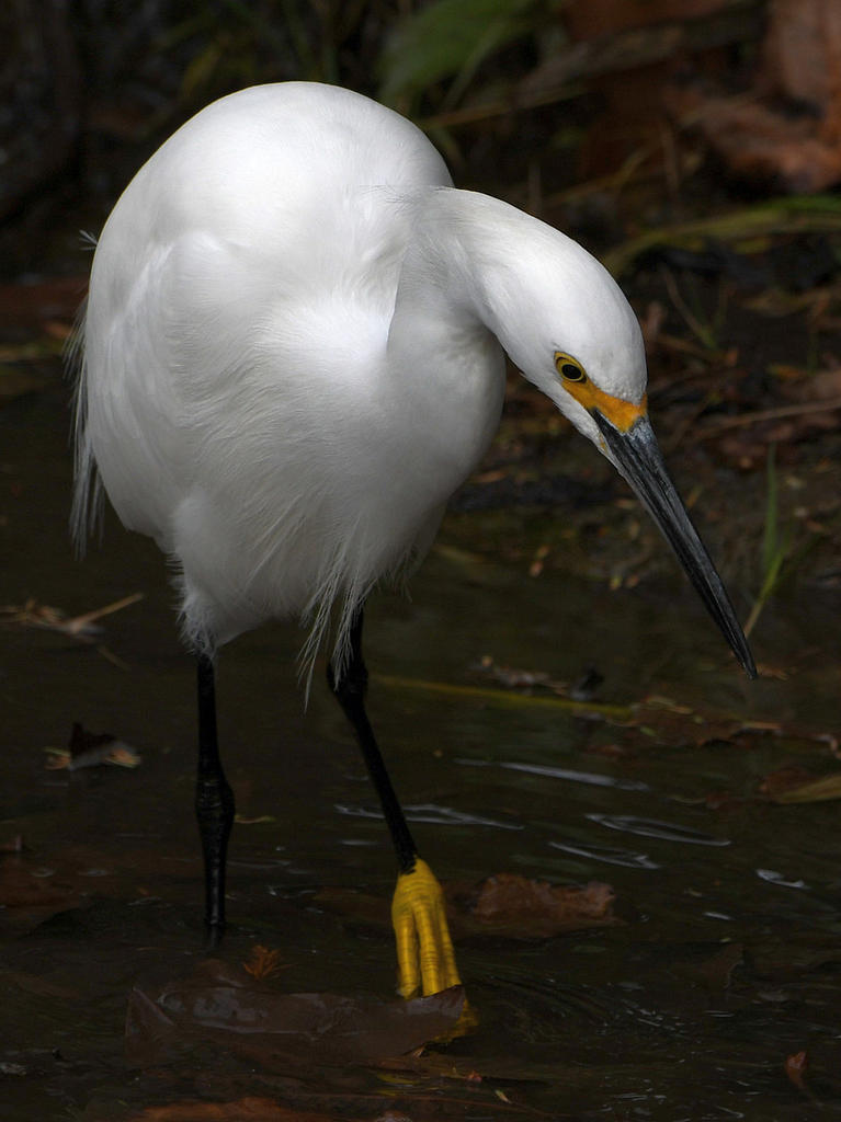 Egret7.jpg