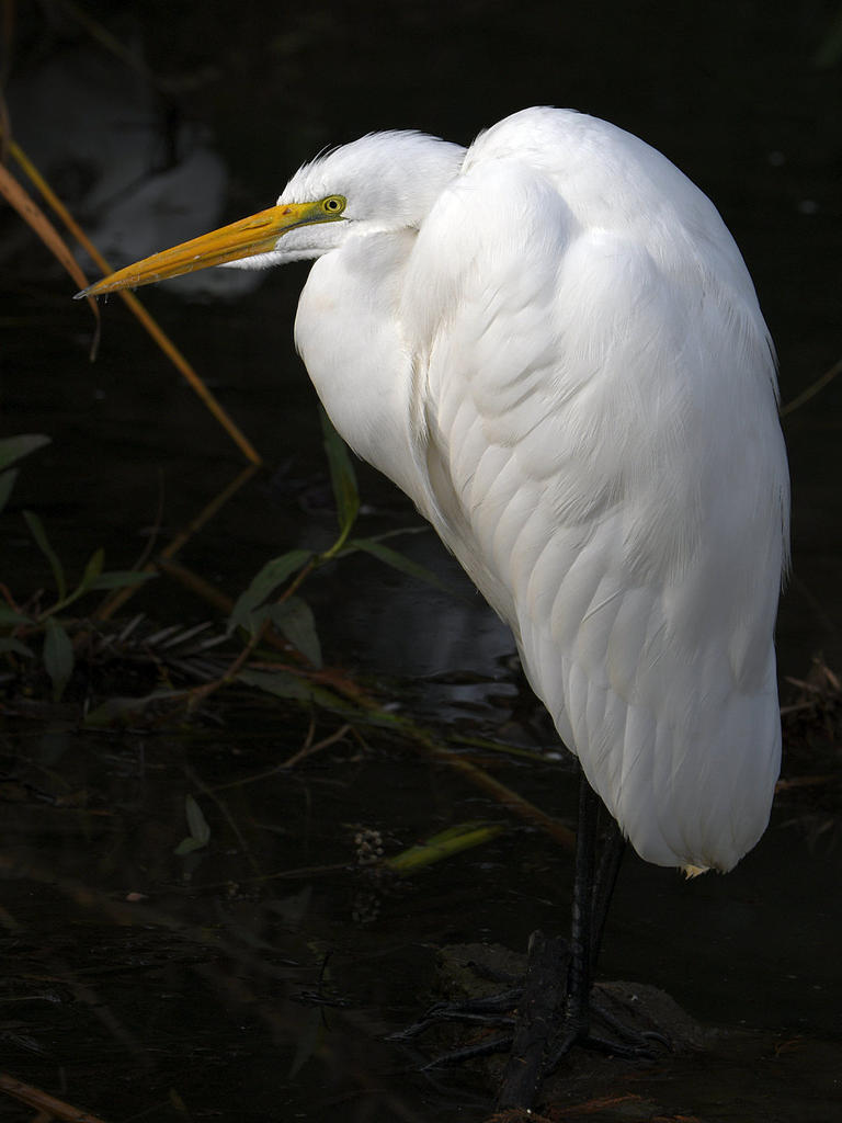 Egret7.jpg