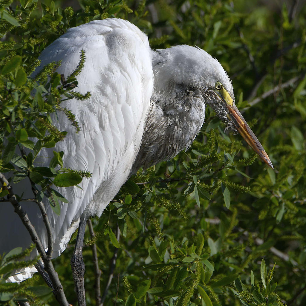 Egret7.jpg