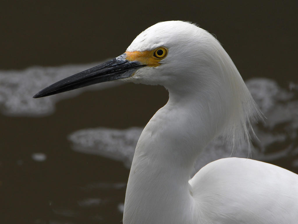 Egret7.jpg