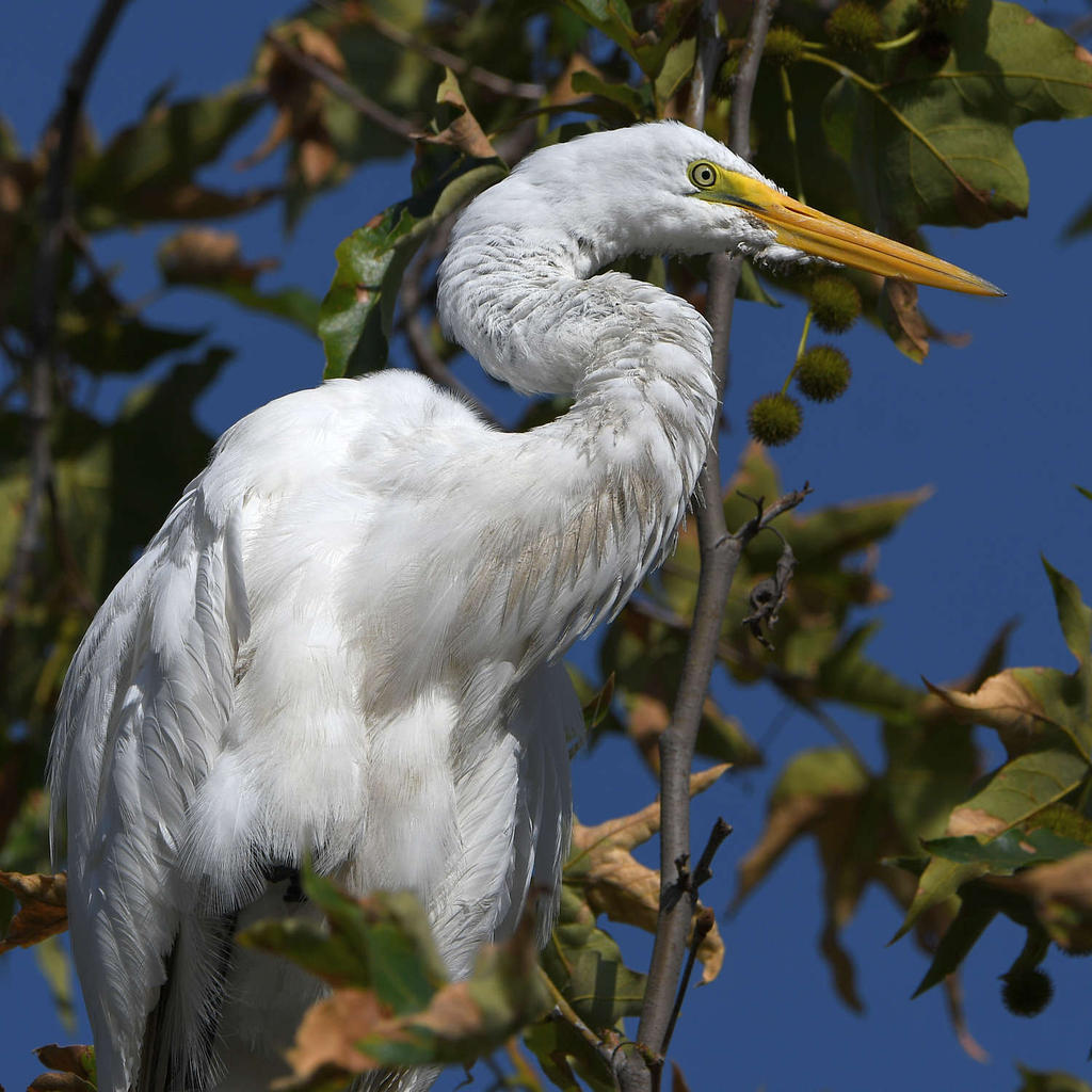 Egret7.jpg