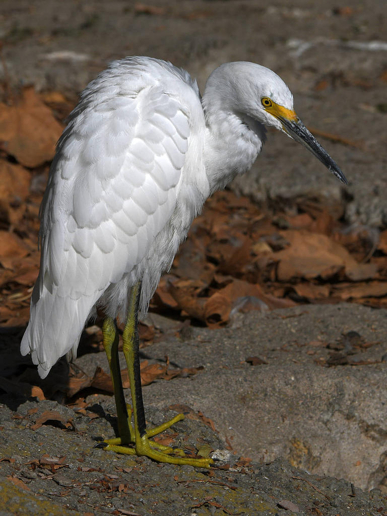Egret7.jpg