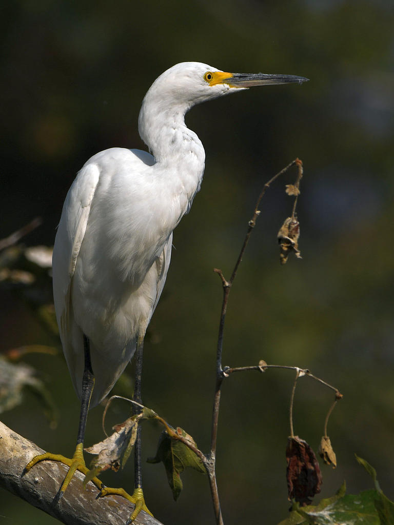 Egret7.jpg