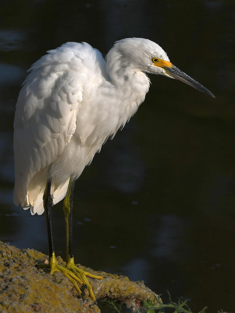 Egret7.jpg