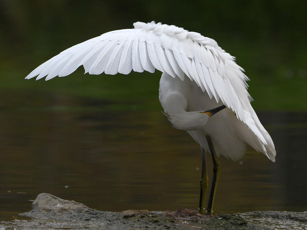 Egret7.jpg