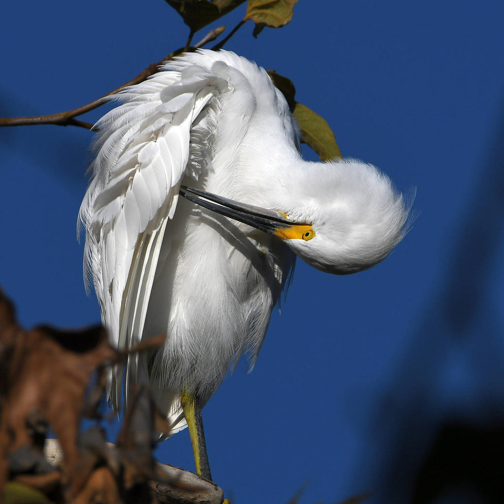 Egret7.jpg