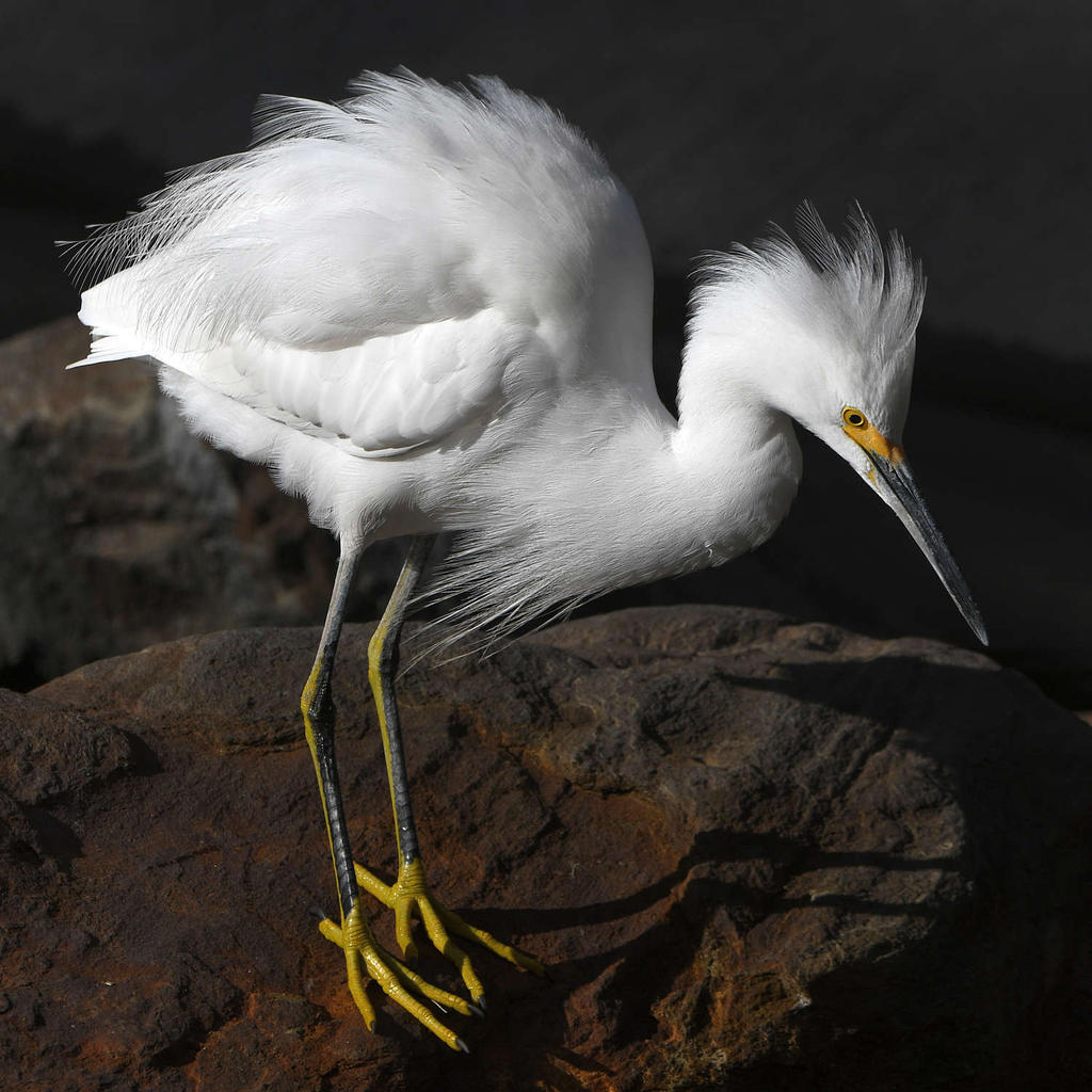 Egret7.jpg