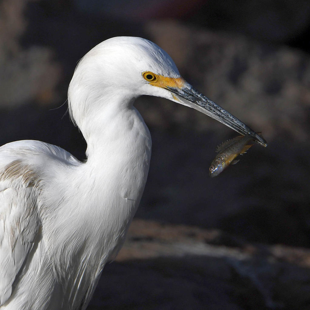 Egret7.jpg
