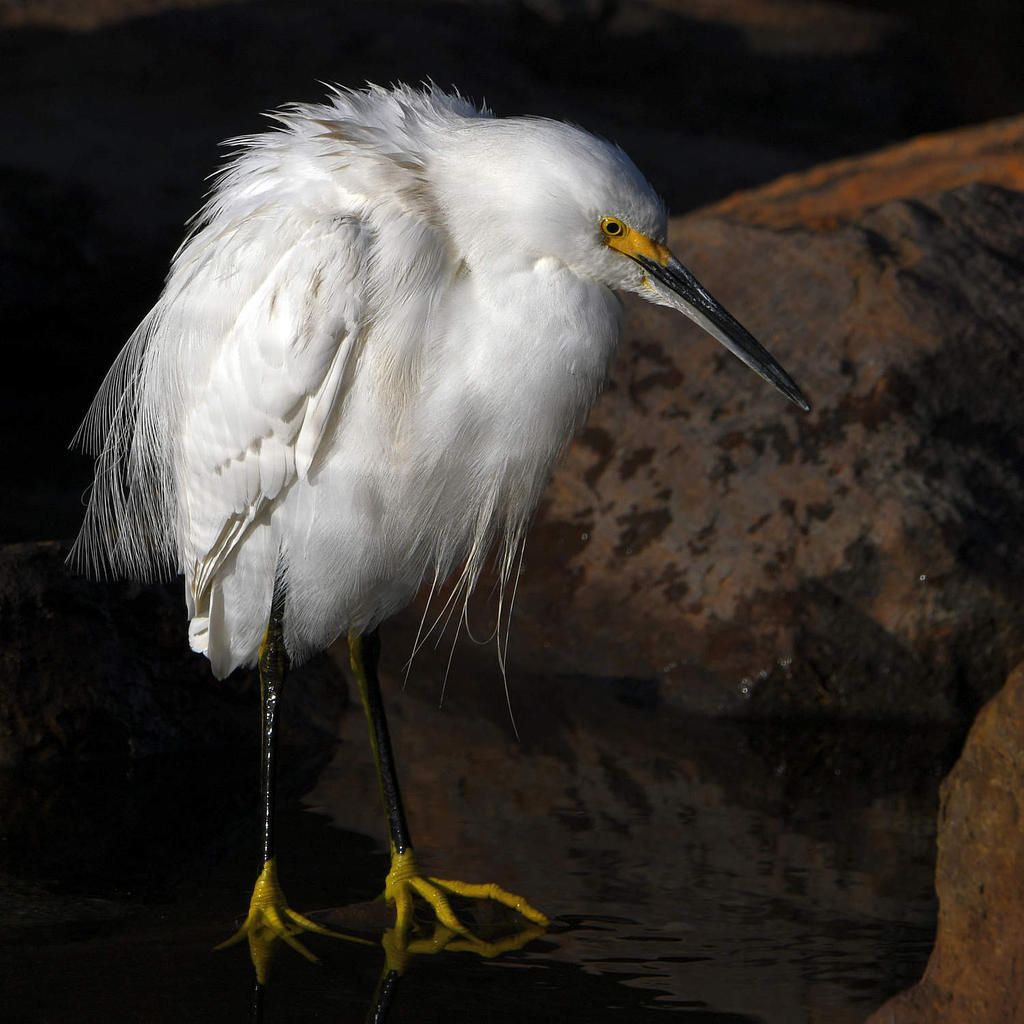 Egret7.jpg
