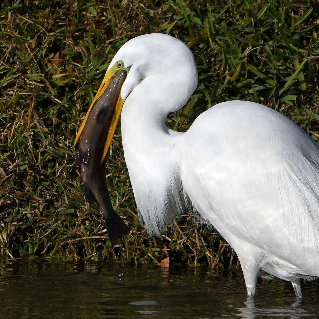 Egret7.jpg