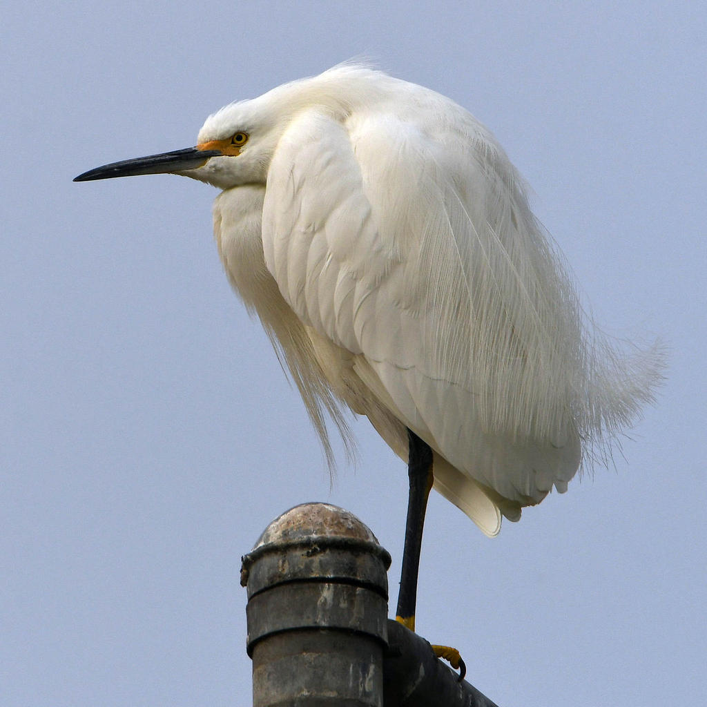 Egret7.jpg