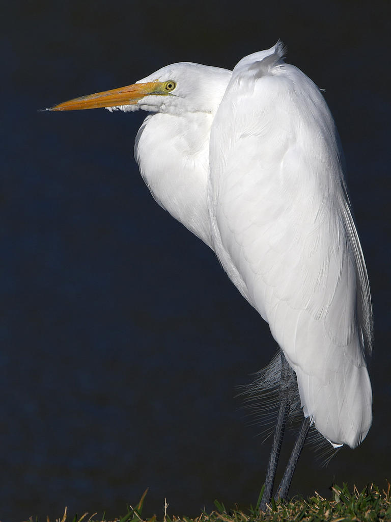 Egret7.jpg