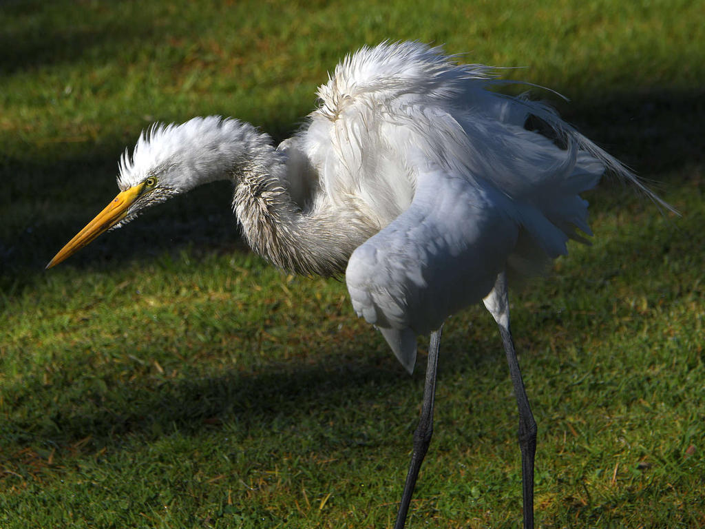 Egret7.jpg