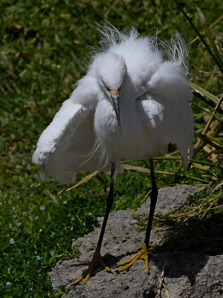 Egret7.jpg