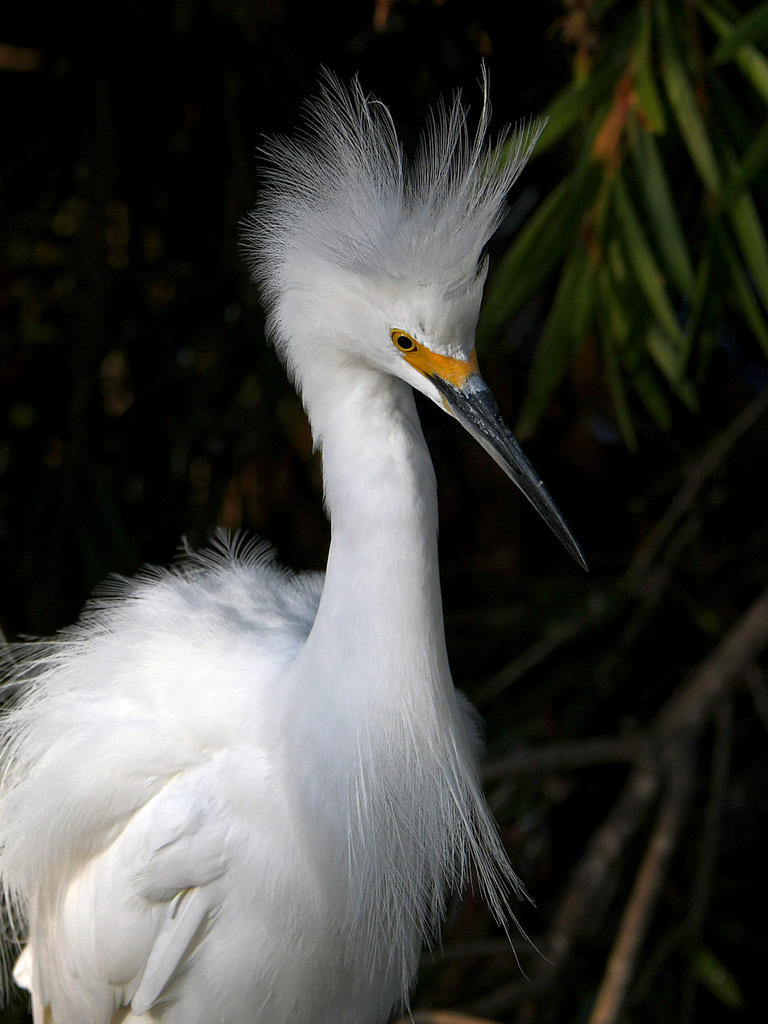 Egret7.jpg