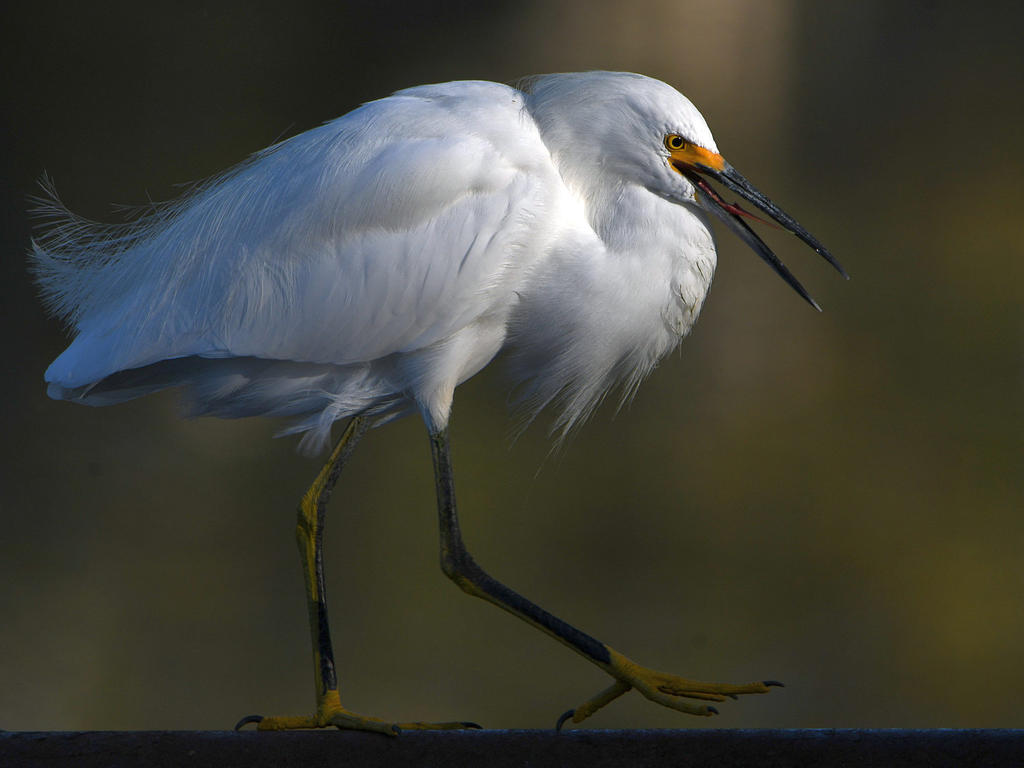 Egret7.jpg