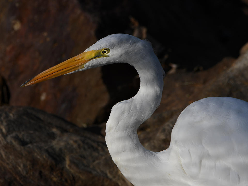 Egret7.jpg