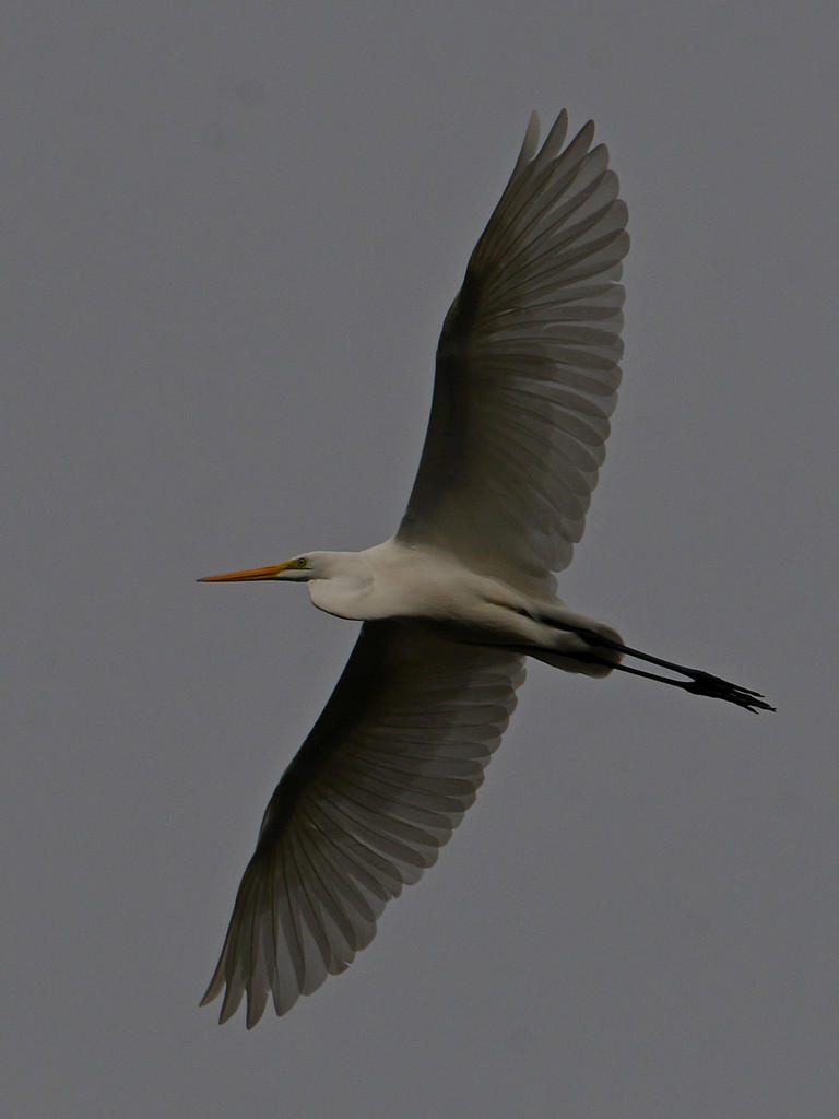 Egret7.jpg