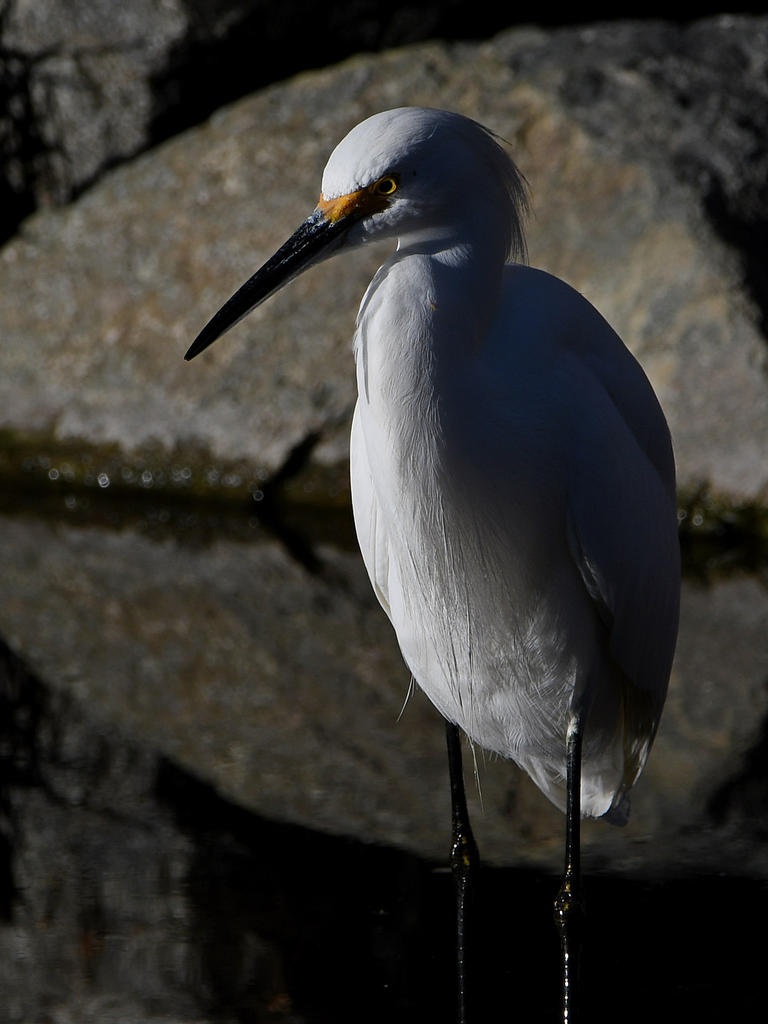 Egret7.jpg