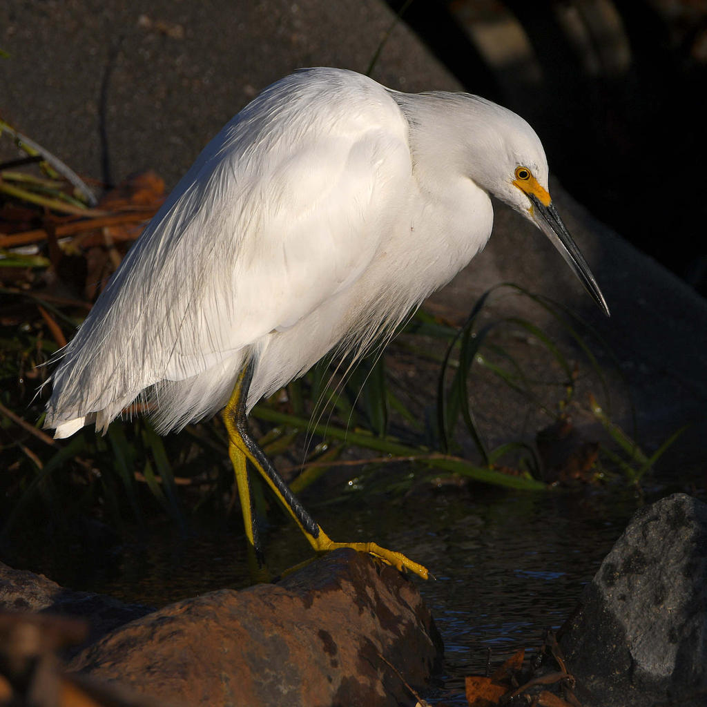 Egret7.jpg