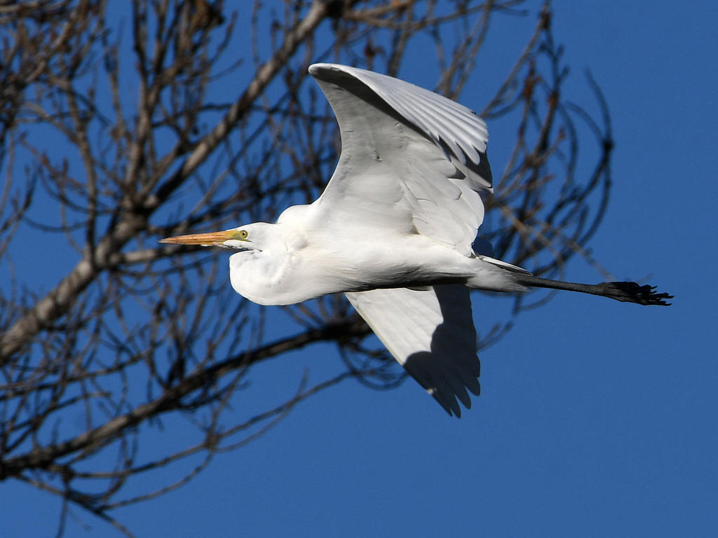 Egret7.jpg