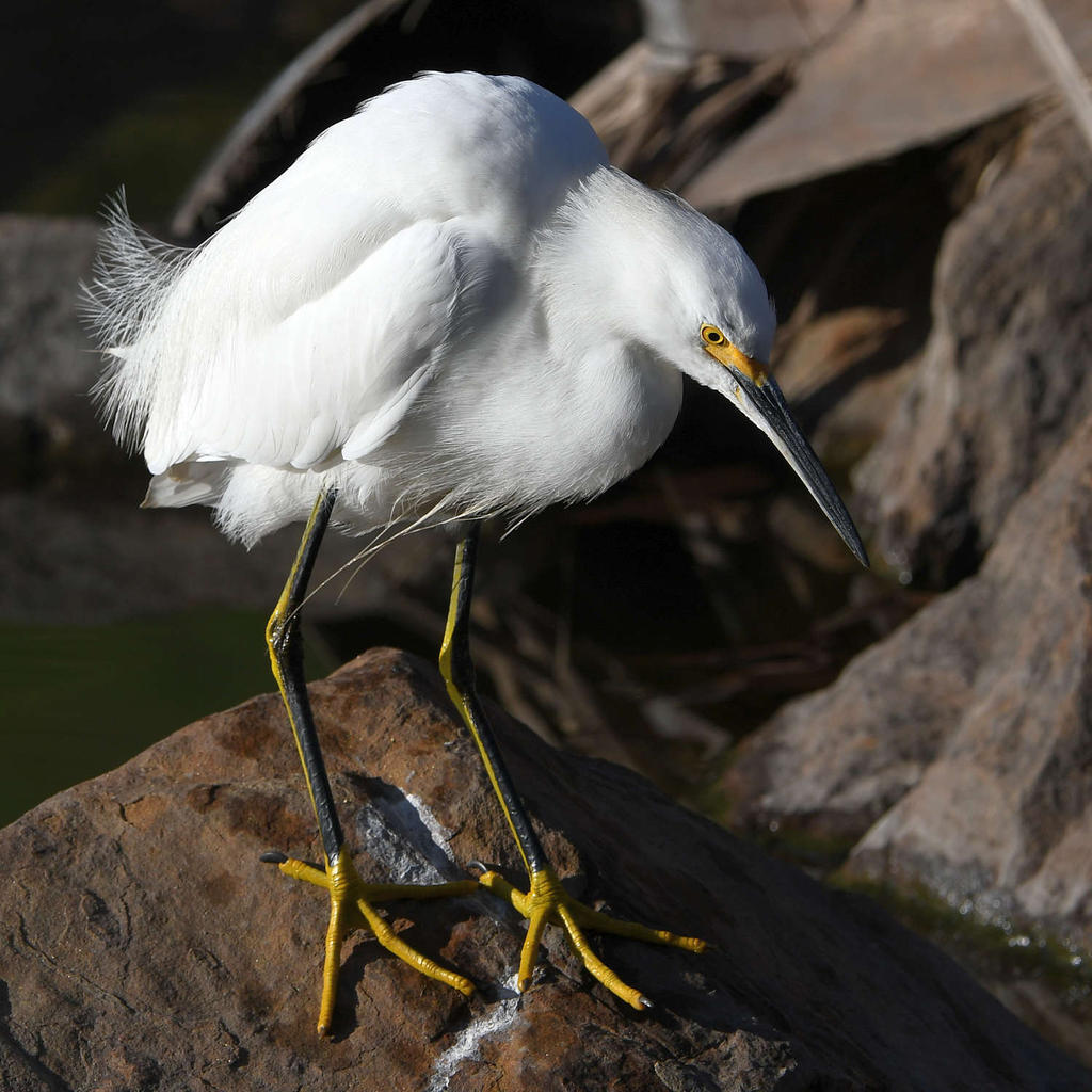 Egret7.jpg