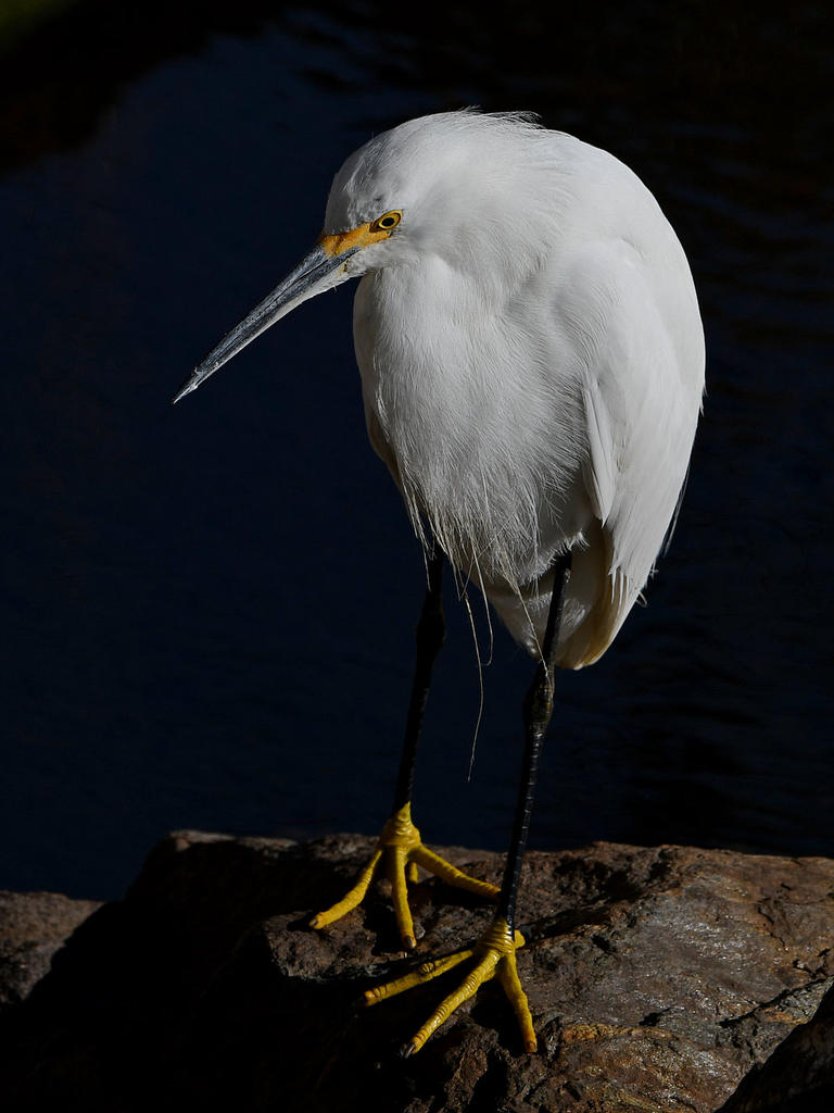 Egret7.jpg