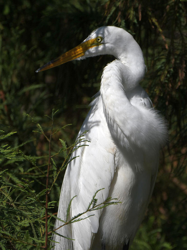 Egret7.jpg