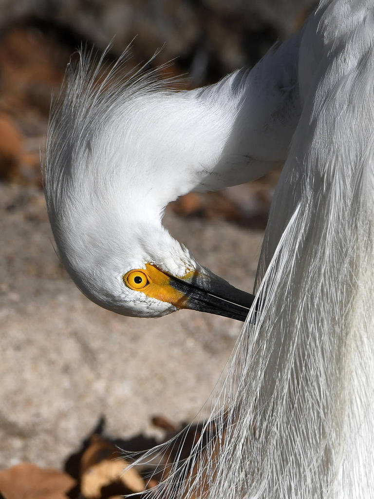 Egret7.jpg