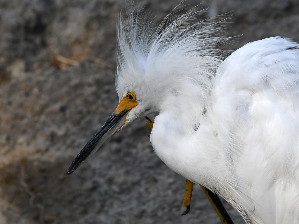 Egret7.jpg