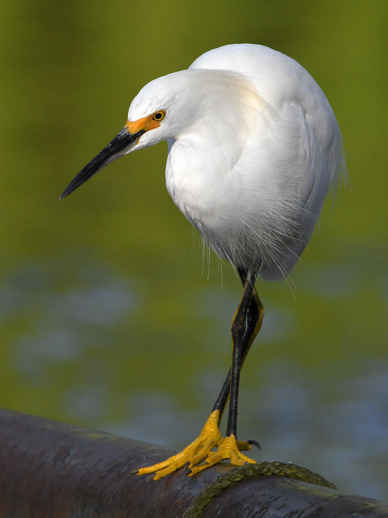 Egret7.jpg