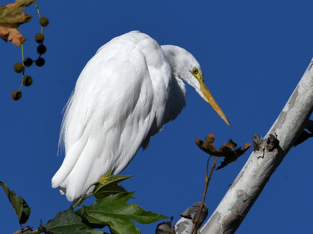 Egret7.jpg