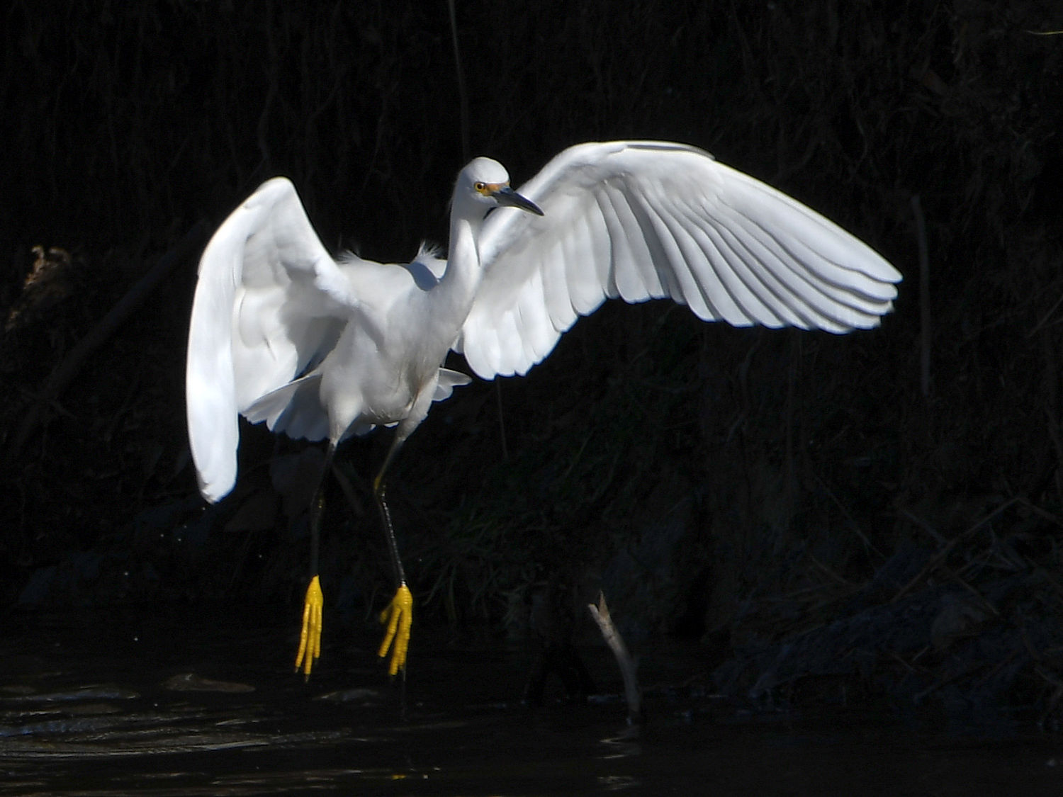 Egret7.jpg