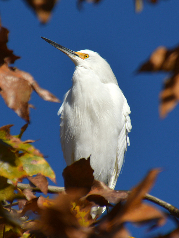Egret8.jpg